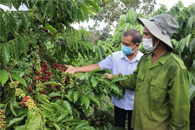 Đắk Lắk: Xuất khẩu nông sản nửa đầu năm 2022 đạt gần 20.000 tỷ đồng (01/7/2022)